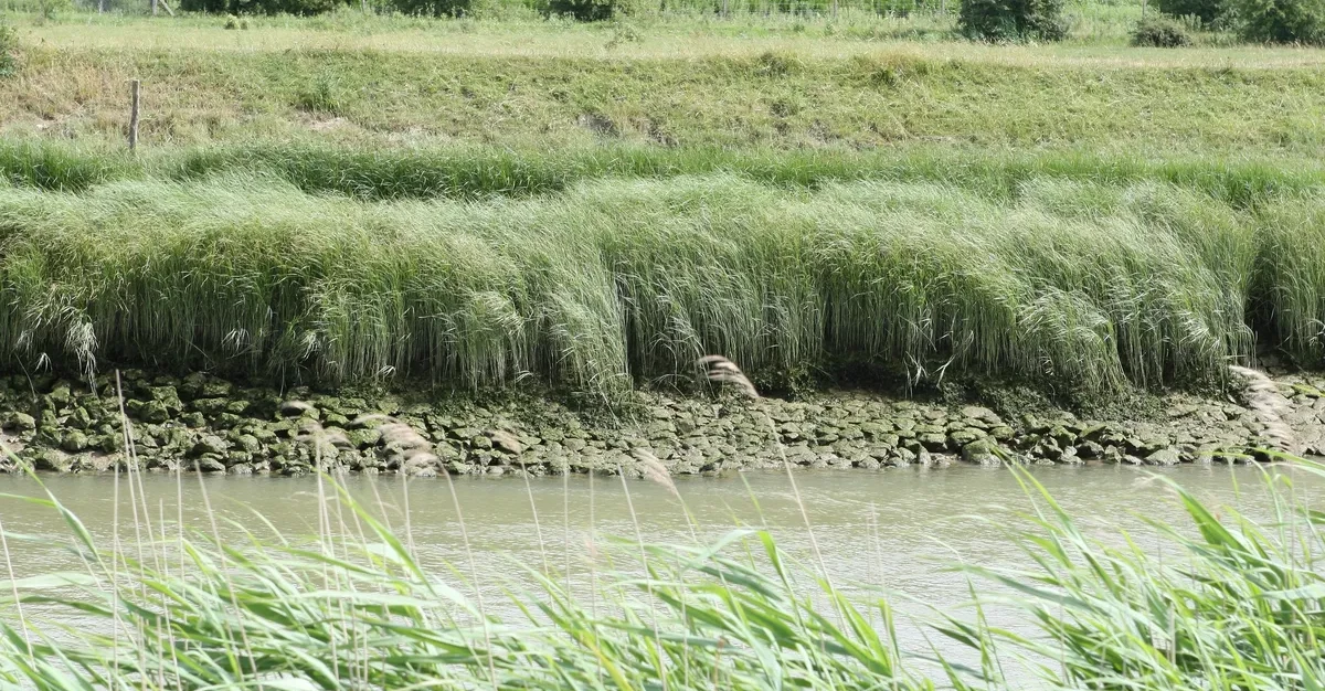 Water Preservation Project